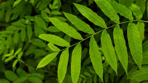 Curry leaves for Dandruff: பொடுகு பிரச்சனை முற்றிலும் நீங்க… கறிவேப்பிலையை இப்படி பயன்படுத்திப் பாருங்க!