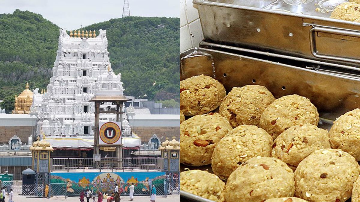 திருப்பதி லட்டில் மாட்டிறைச்சி, மீன் எண்ணெய்! நெய்யில் தான் கலப்படமா?