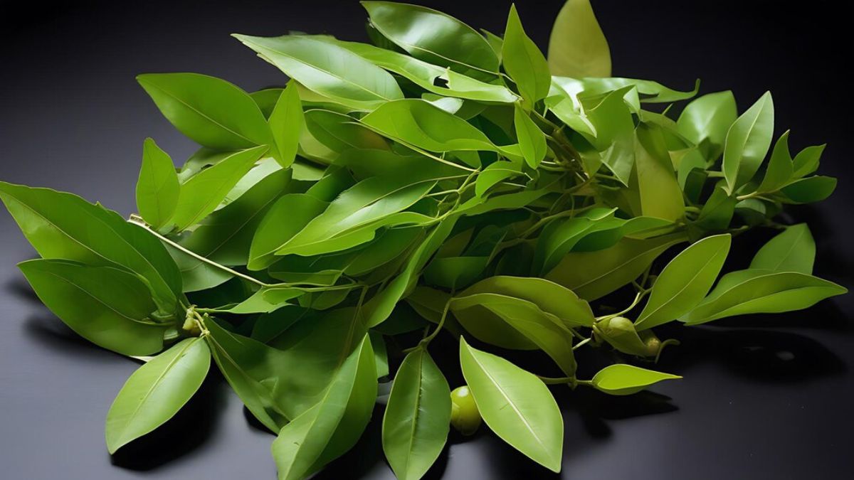 வெறும் வயிற்றில் கறிவேப்பிலை சாப்பிட்டால் உடலில் என்ன மாற்றங்கள் ஏற்படும் தெரியுமா?