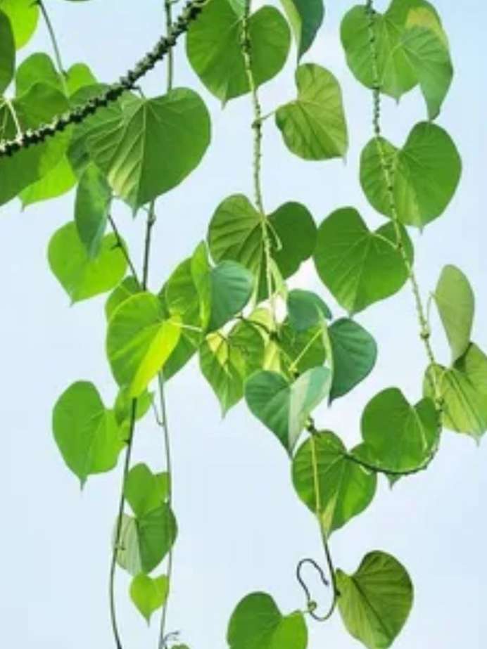 10 Medicinal Values Of Giloy Onlymyhealth