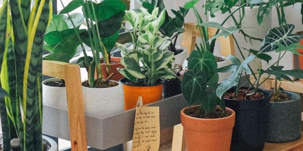 6 Indoor Plants That Are Good For Mental Health Onlymyhealth