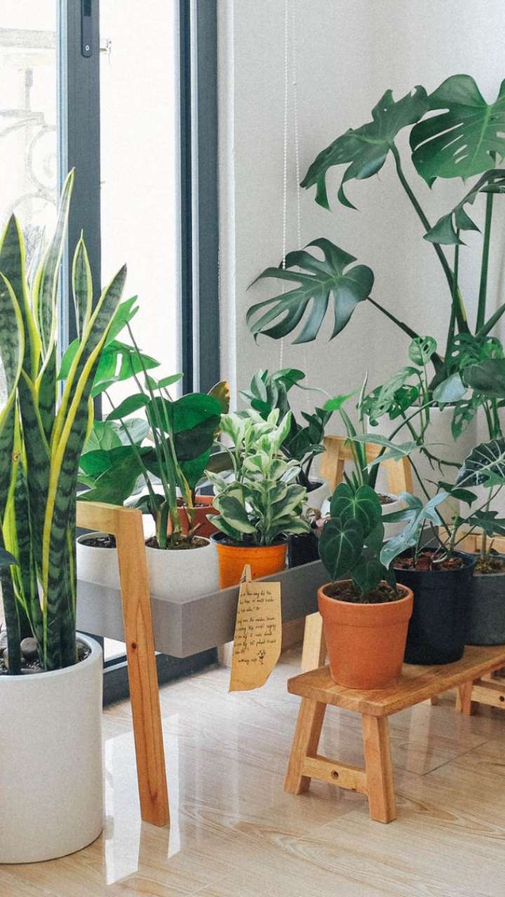 6 Indoor Plants That Are Good For Mental Health