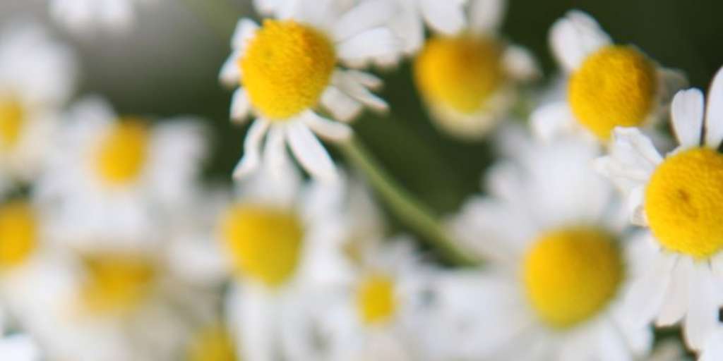 How To Use Chamomile Powder Scrub For Youthful Skin? Onlymyhealth