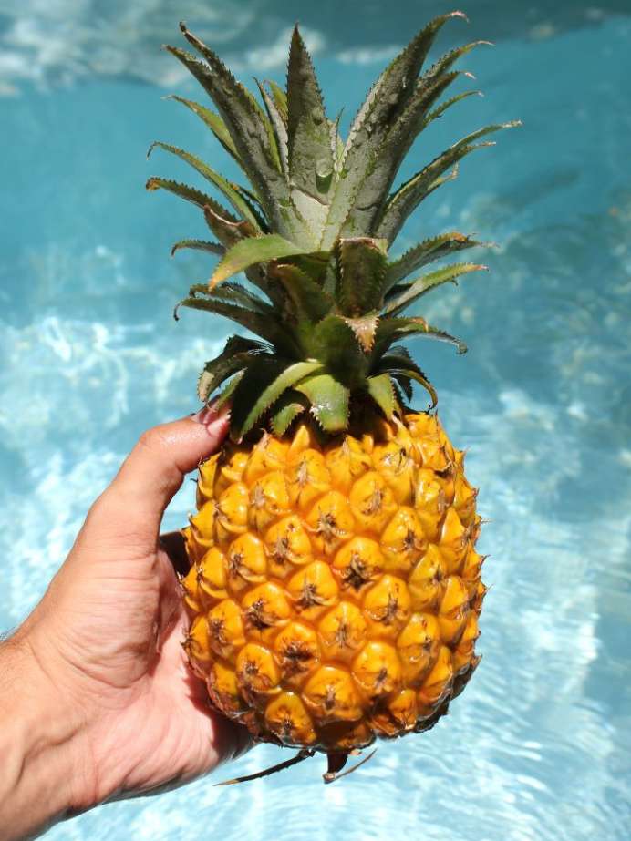6 Amazing Fat Burning Properties Of Pineapple Onlymyhealth