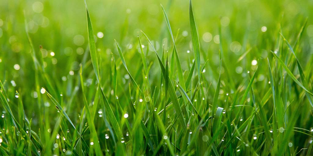 गुणों से भरपूर कुश घास