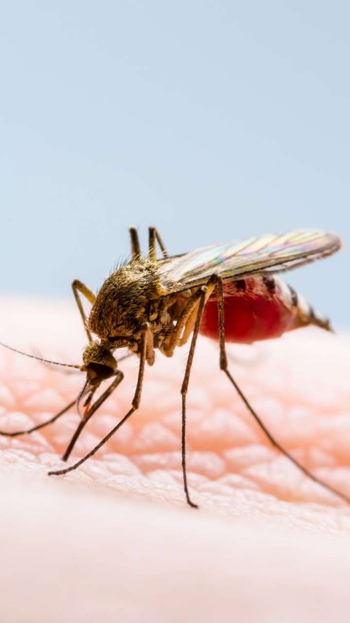 7 Warning Signs Of Dengue Fever