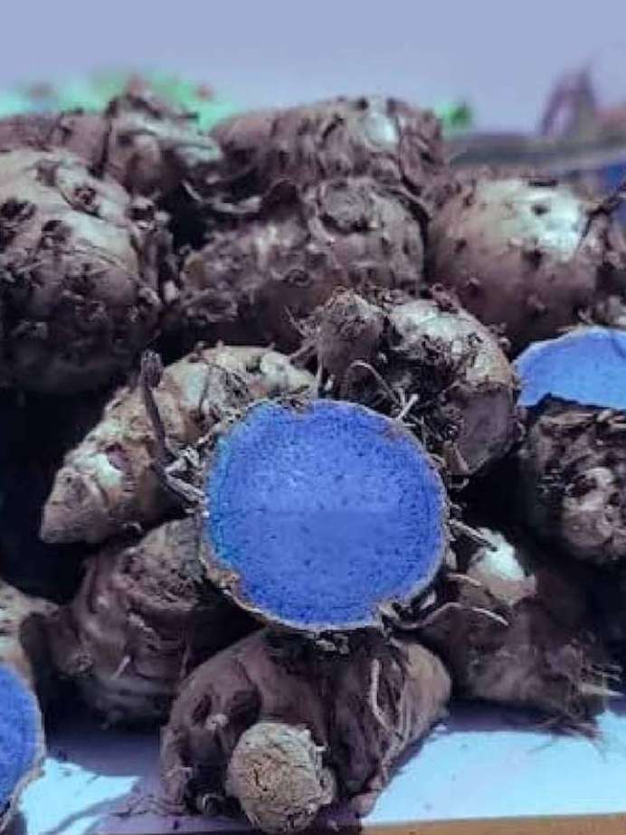 काली हल्दी के ऐसे इस्तेमाल से दूर होंगे कई रोग