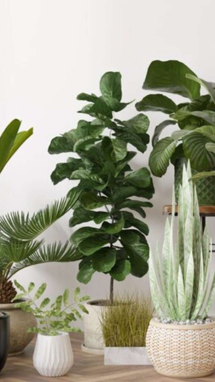 Top 10 Indoor Plants That Purify Air Naturally