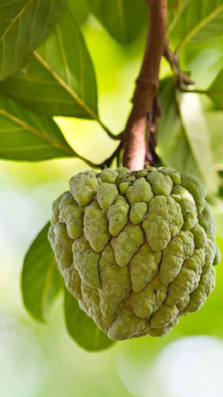 Benefits Of Eating Custard Apple For Weight Loss