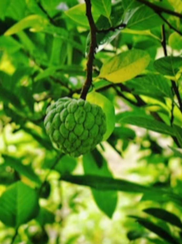 Benefits Of Eating Custard Apple For Weight Loss Onlymyhealth