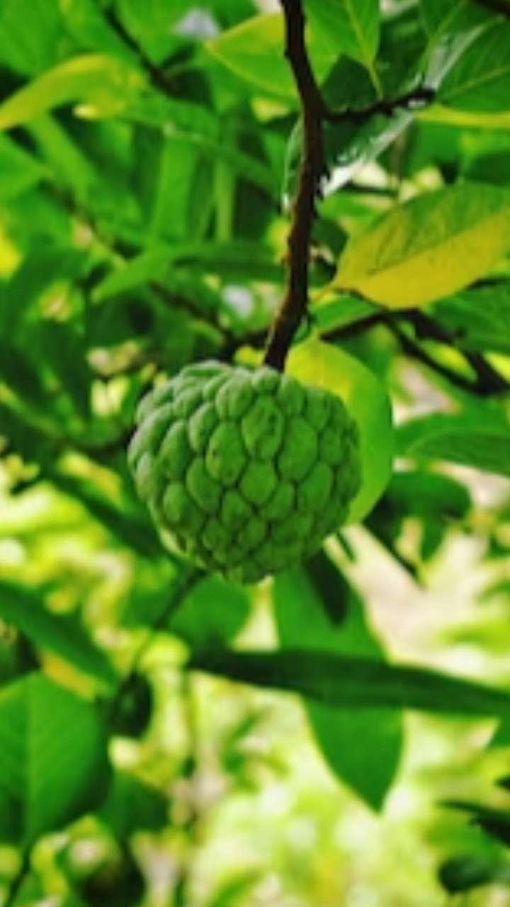 Benefits Of Eating Custard Apple For Weight Loss