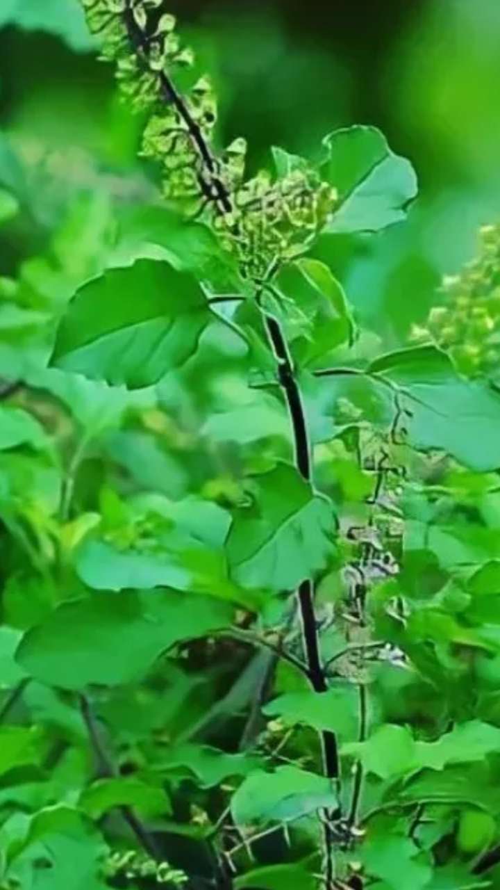 रोजाना सुबह 5 तुलसी की पत्तियां खाएं, कई समस्याओं से मिलेगी राहत