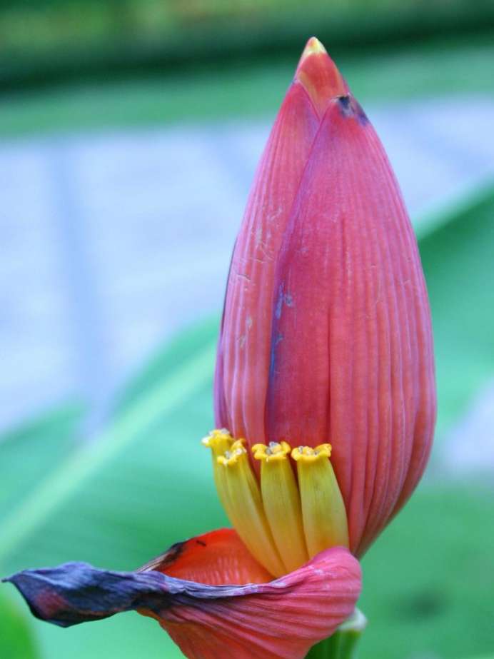 how-to-use-banana-flower-for-weight-loss