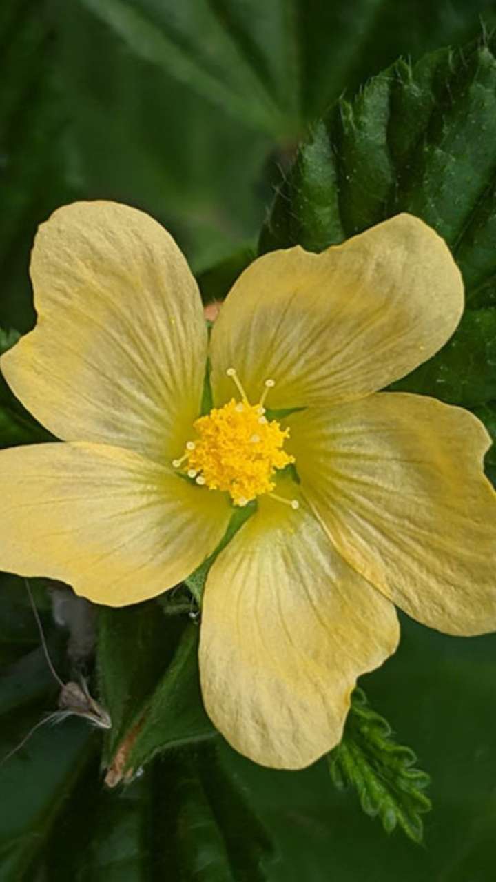 गर्म पानी के साथ पिएं 1 चम्मच बला का रस, दूर होंगे ये 6 रोग