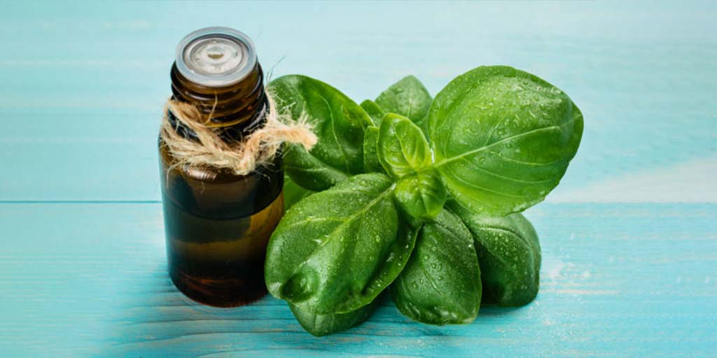 औषधीय गुणों से भरपूर है तुलसी का तेल