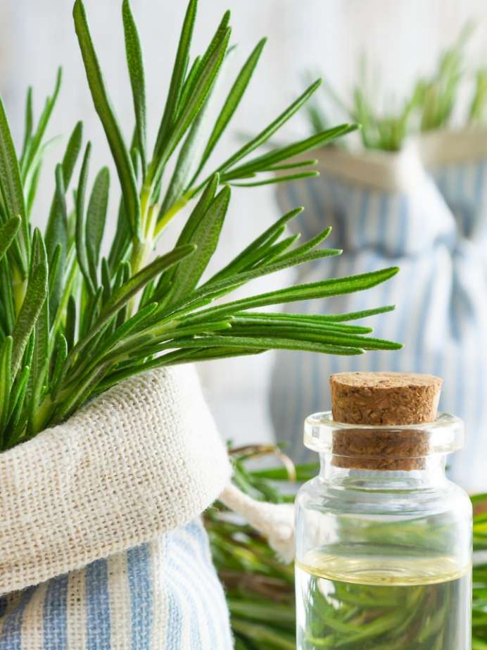 Best DIY Rosemary Mint Hair Strengthening Hair Mask Onlymyhealth