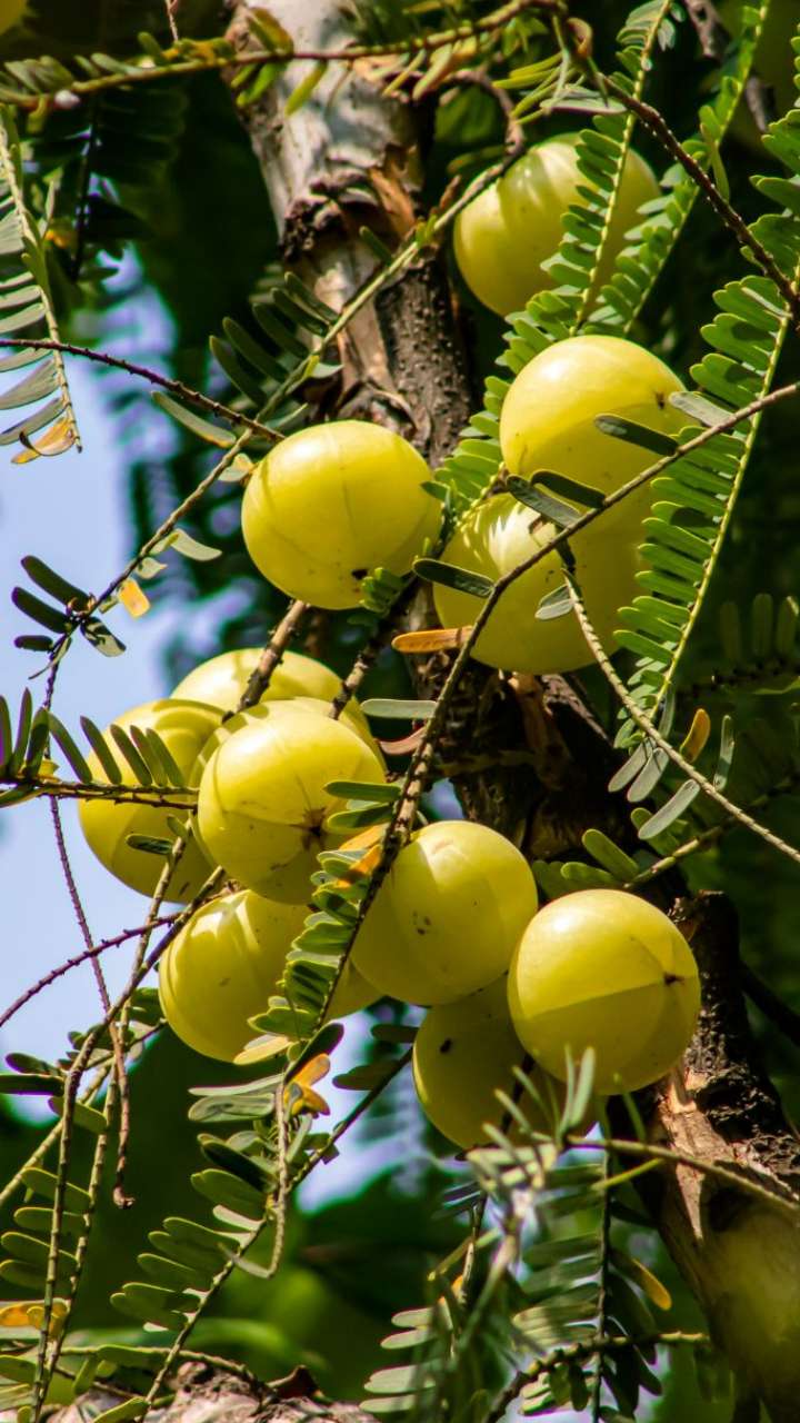 How To Make Amla Soup At Home?