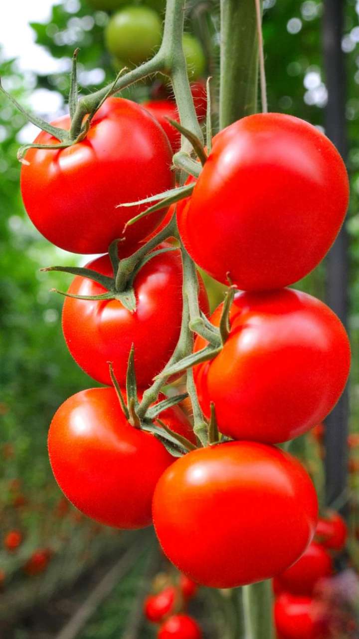 benefits-of-rubbing-tomato-on-your-face