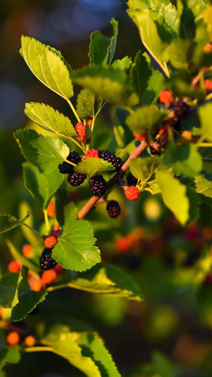 7 Reasons To Add Mulberries To Diet!