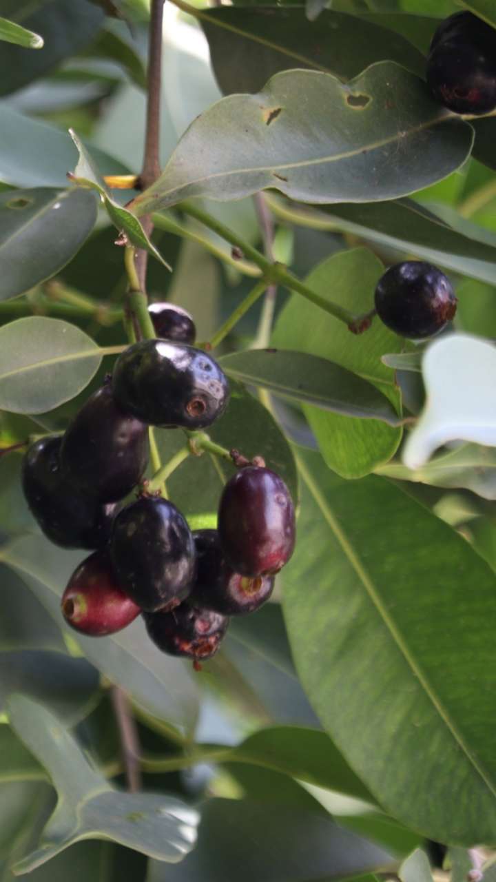 How Jamun Leaves Can Keep Your Blood Sugar In Check?