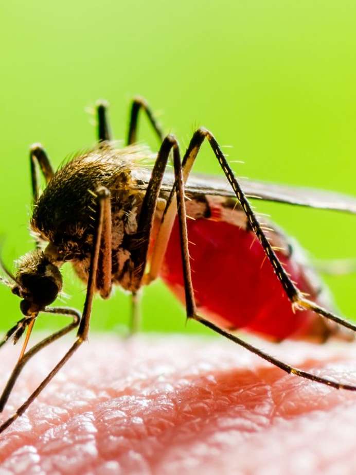 Top 6 Symptoms Of Dengue Fever In Kids That You Should Not Ignore