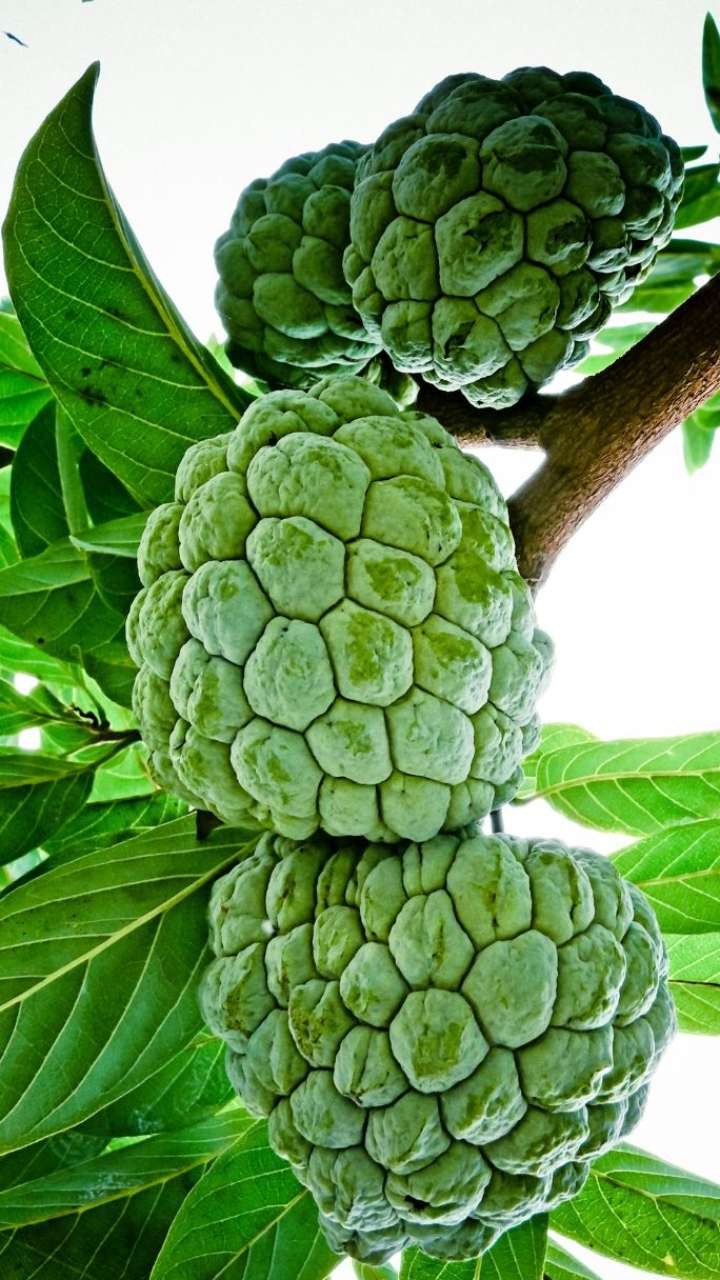 can-a-diabetic-patient-eat-custard-apple