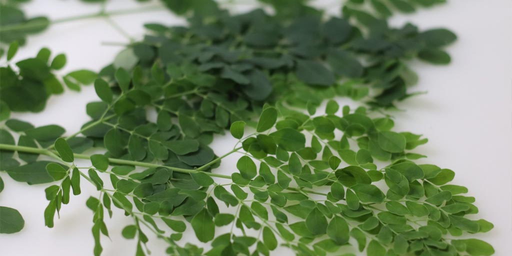 सहजन की पत्तियां खाने के फायदे