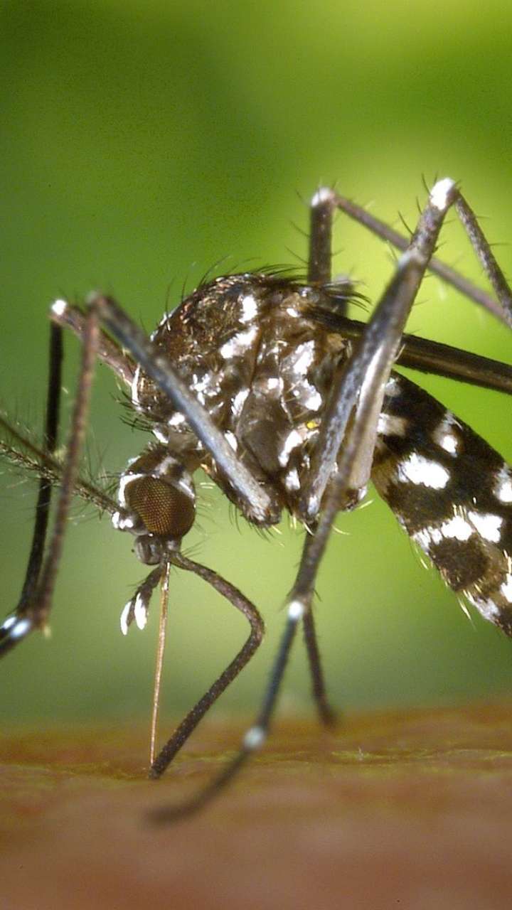 Dengue Mosquitoes VS Normal Mosquitoes: What You Need To Know?