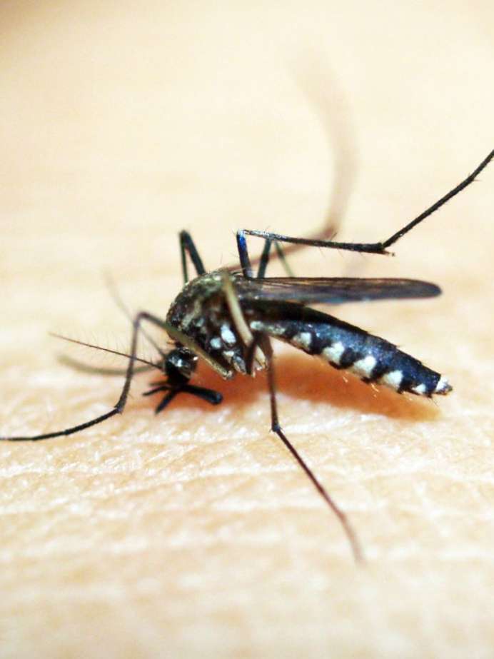 7 Natural Home Remedies To Make Mosquito Repellents