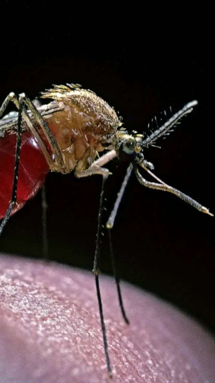 6 Effective Tips To Prevent Malaria In Summer Season