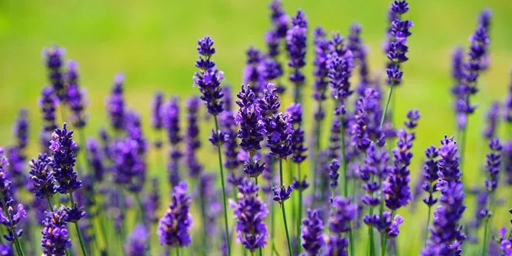 Surprising Uses Of Lavender