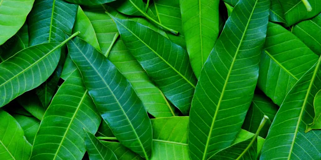 आम के पत्तों से सेहत को मिलते हैं कई फायदे, जानें प्रयोग