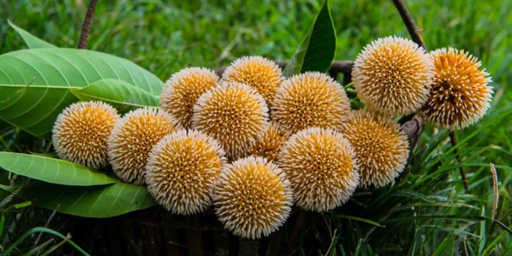 Kadamba Insect Kadamba Facts And Health Benefits