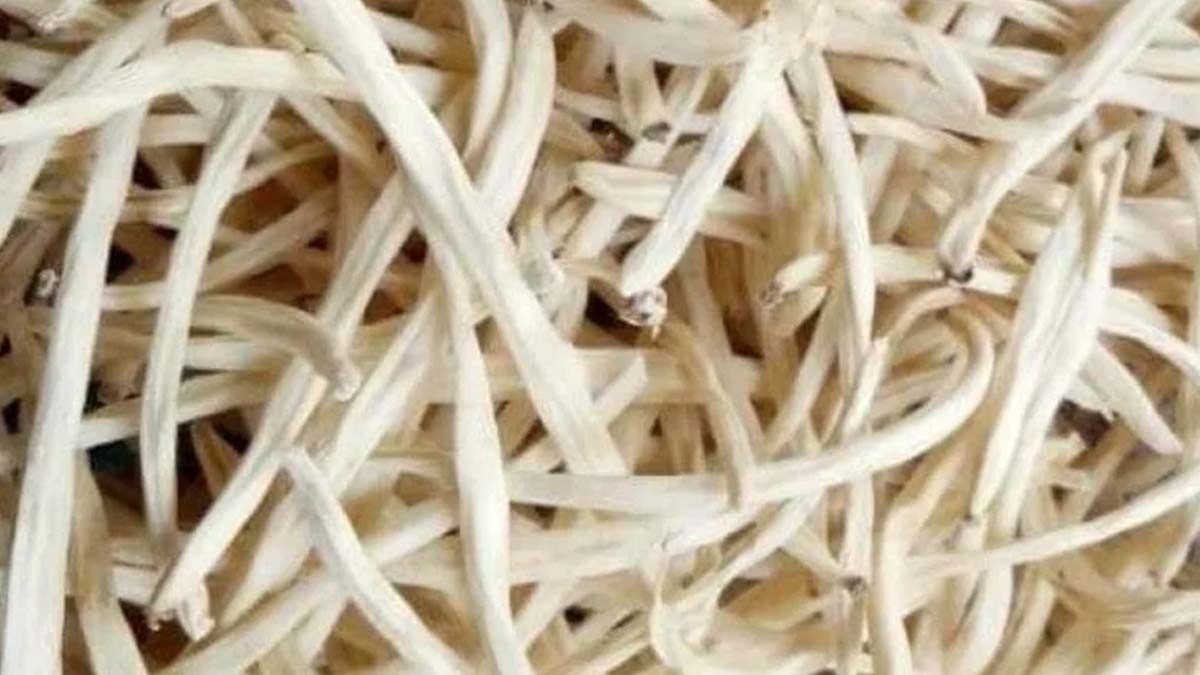 अश्वगंधा और सफेद मूसली साथ में खाने के फायदे