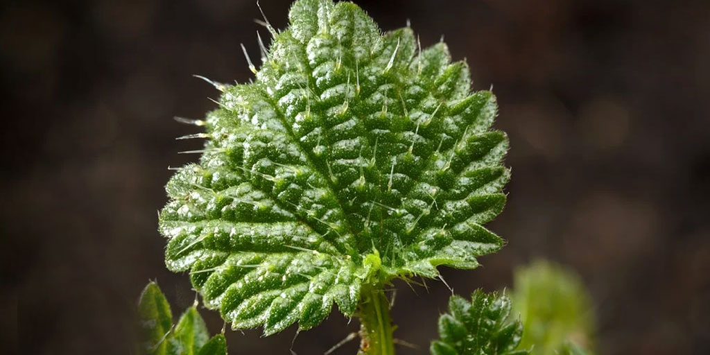 Benefits Of Nettle Leaf On Body
