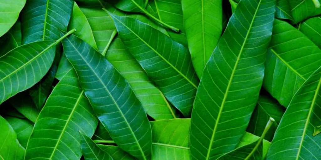 mango-leaves-healthy-diet